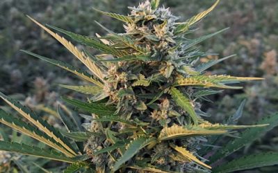 Strain of the Week: Blue Dream by Slack Hollow Organics