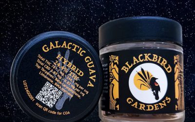 Strain of the Week: Galactic Guava by Blackbird Gardens